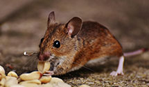 24 Hour & Emergency Exterminators in Portage, MI